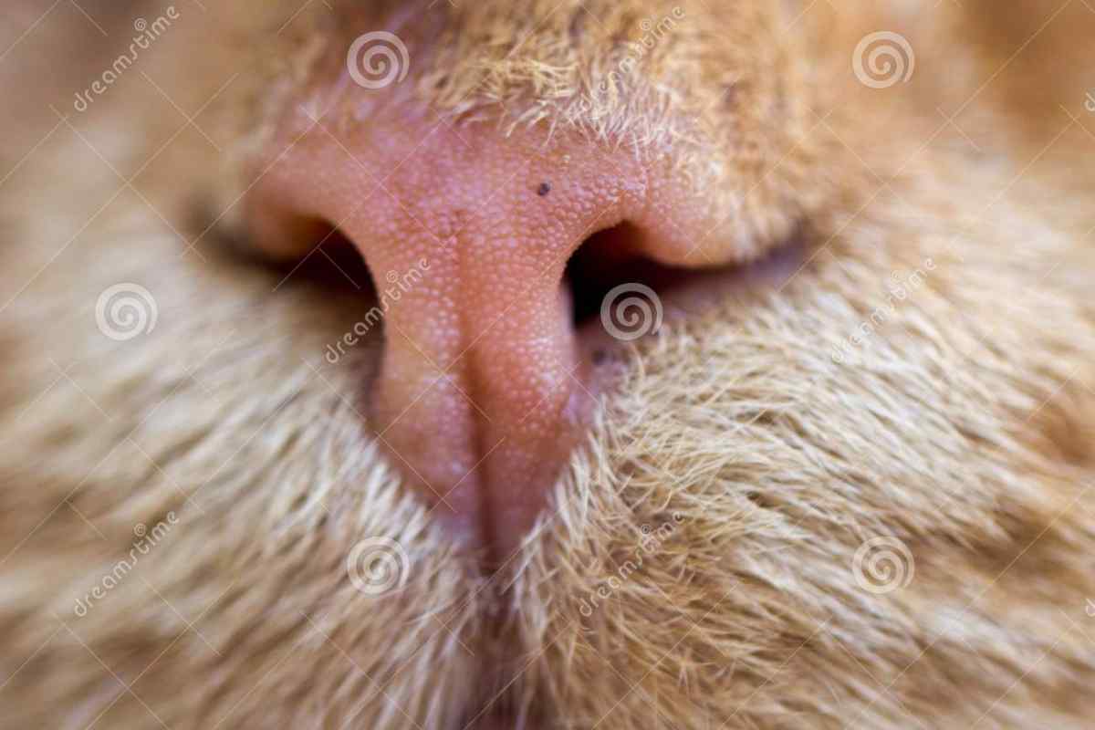 Кошка с носом
