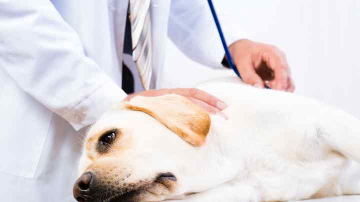Як лікувати хвору печінку у собаки