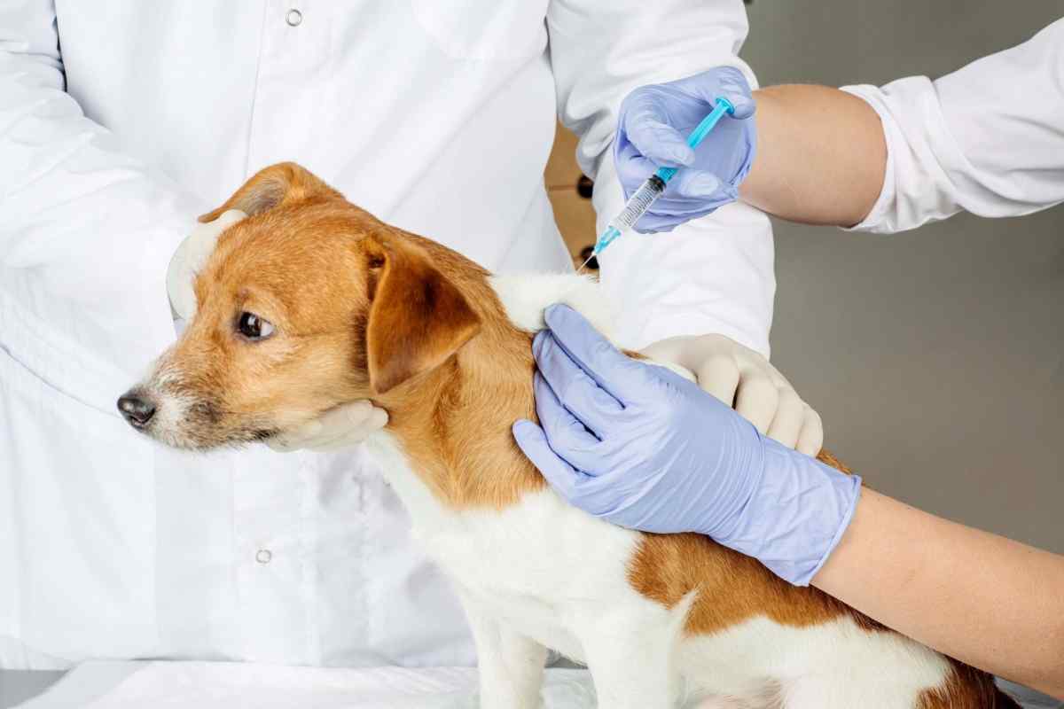 Як лікувати собак антибіотиками