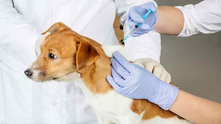 Як лікувати собак антибіотиками