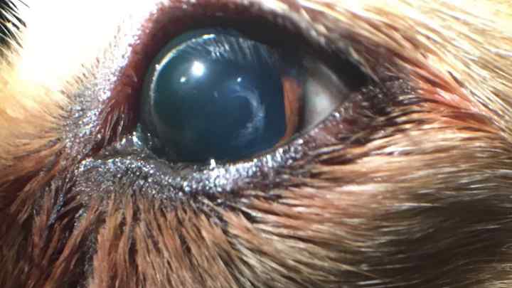 Як лікувати хвороби очей у тварин