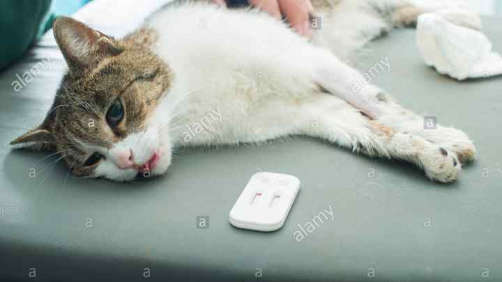 Панлейкопіння кішок: причини, симптоми, лікування