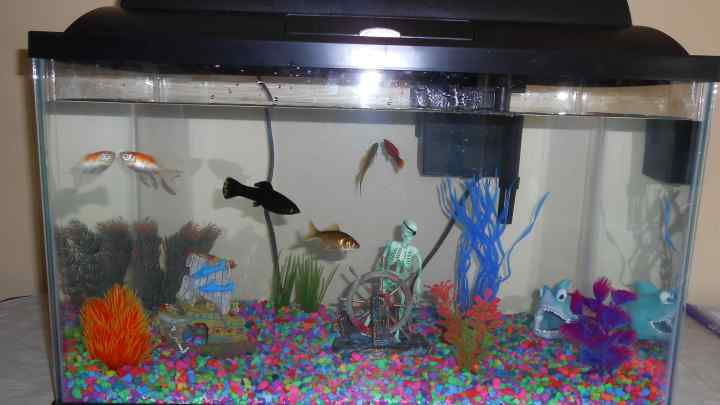 Як оформити акваріум без рибок