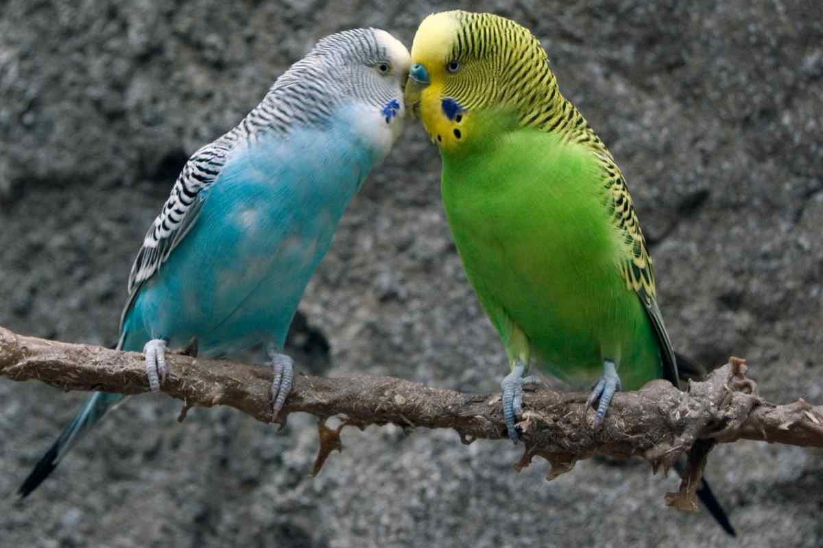 Як відрізнити самку канарки від самця