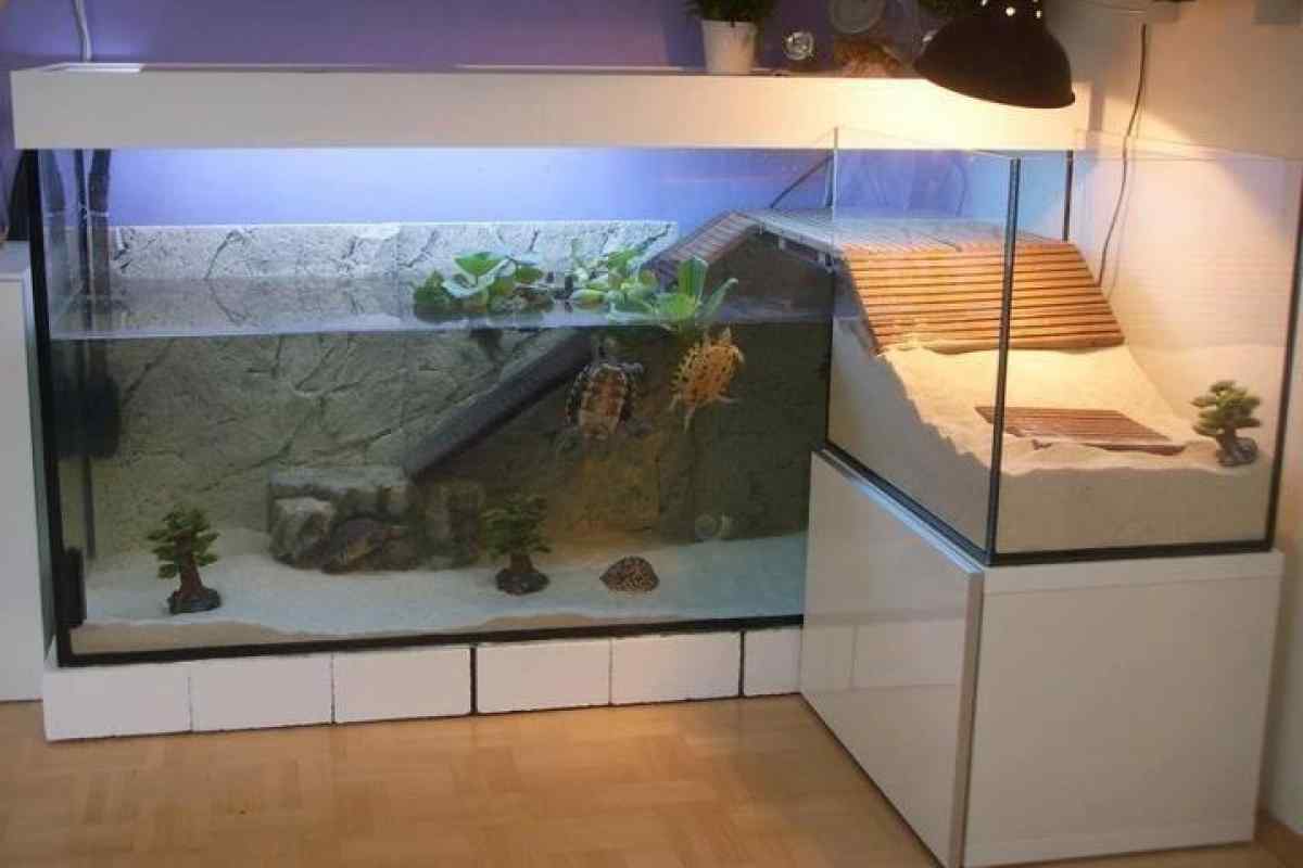 Як облаштувати акваріум для черепахи