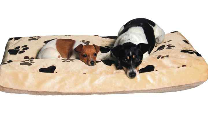 Що таке охолоджувальний килимок для собак і навіщо він потрібен
