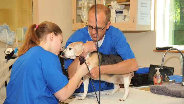 Ветеринарна клініка: вибираємо кращу