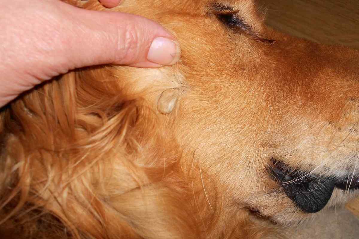 Які можуть бути наслідки у собаки від укусу кліща