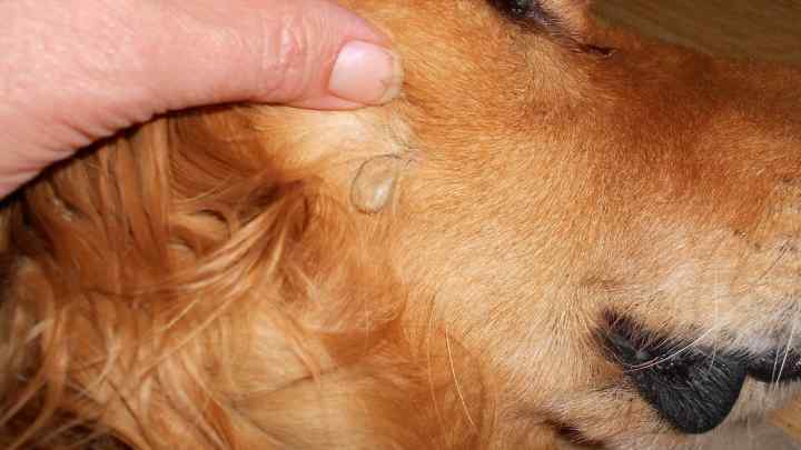Які можуть бути наслідки у собаки від укусу кліща