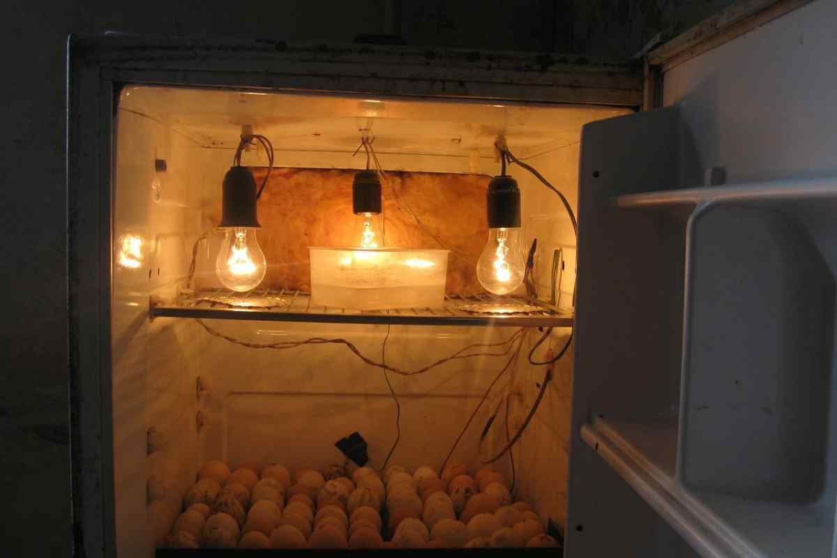 Як зробити домашній інкубатор для яєць