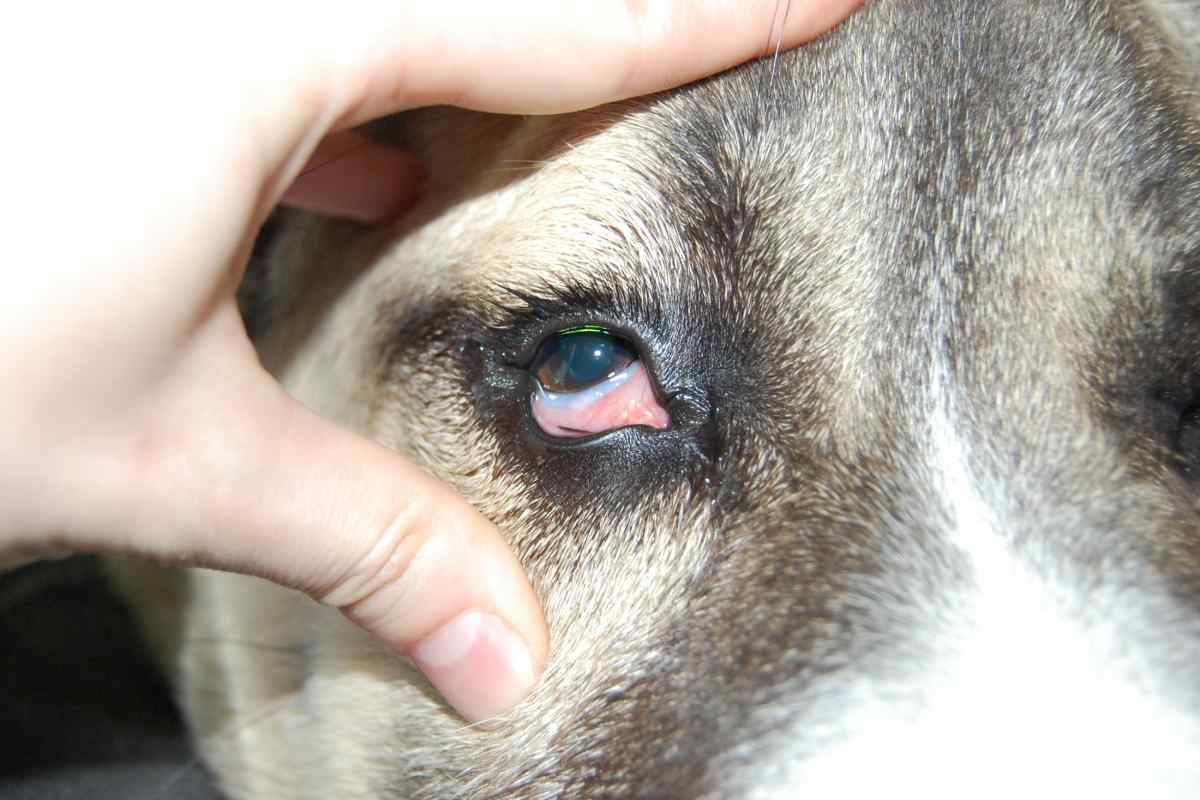 Коньюктивіт у собак: діагностика та лікування