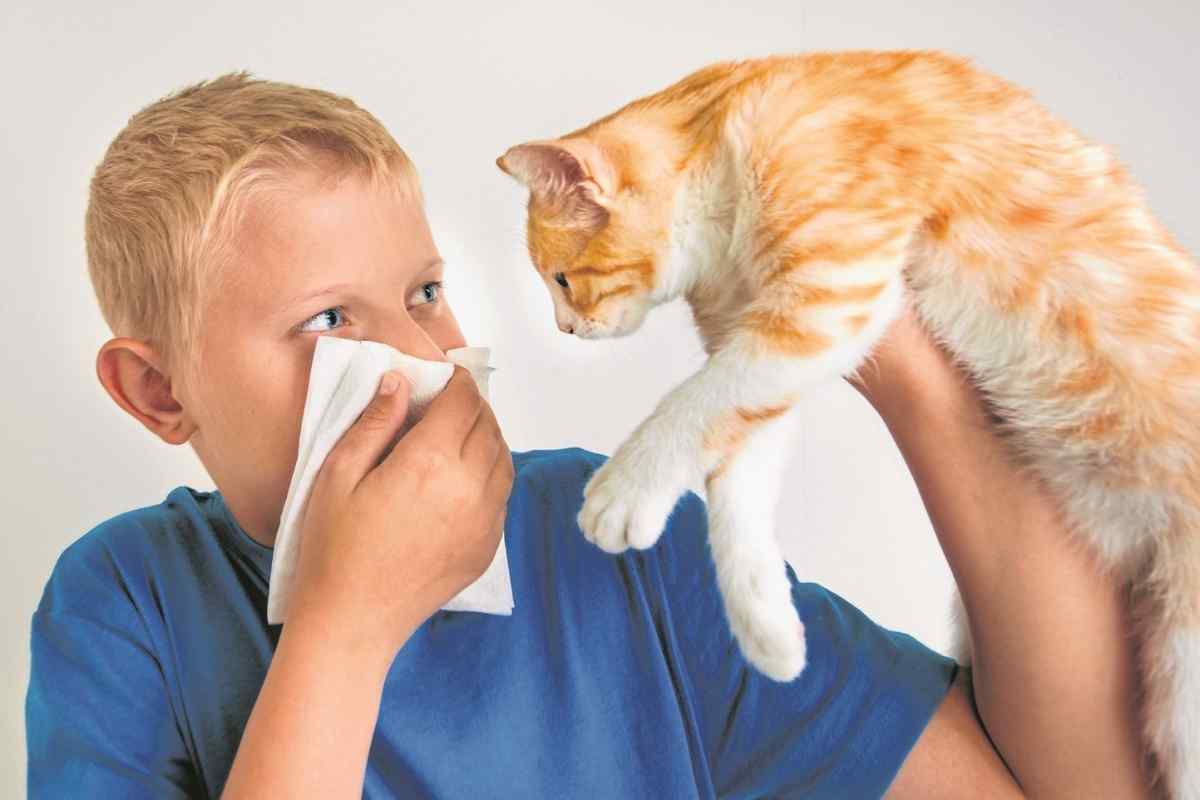 Як вилікувати тварину від алергії