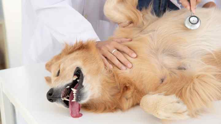 Як лікувати інфаркт у собаки