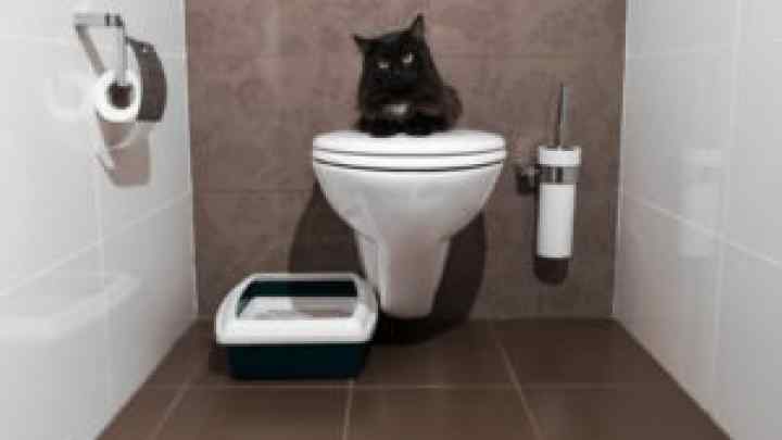 Як вибрати котячий туалет