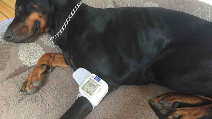 Як виміряти тиск у собаки