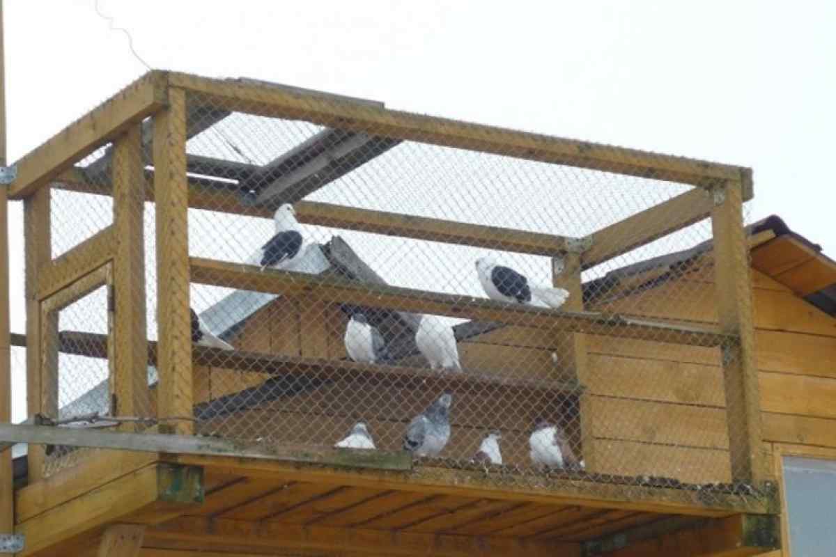 Як побудувати голубник