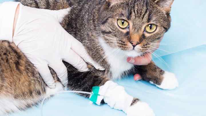 Як лікувати нирки у кішок