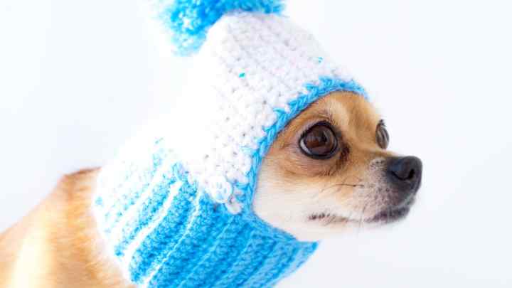 Як зшити шапку для собаки