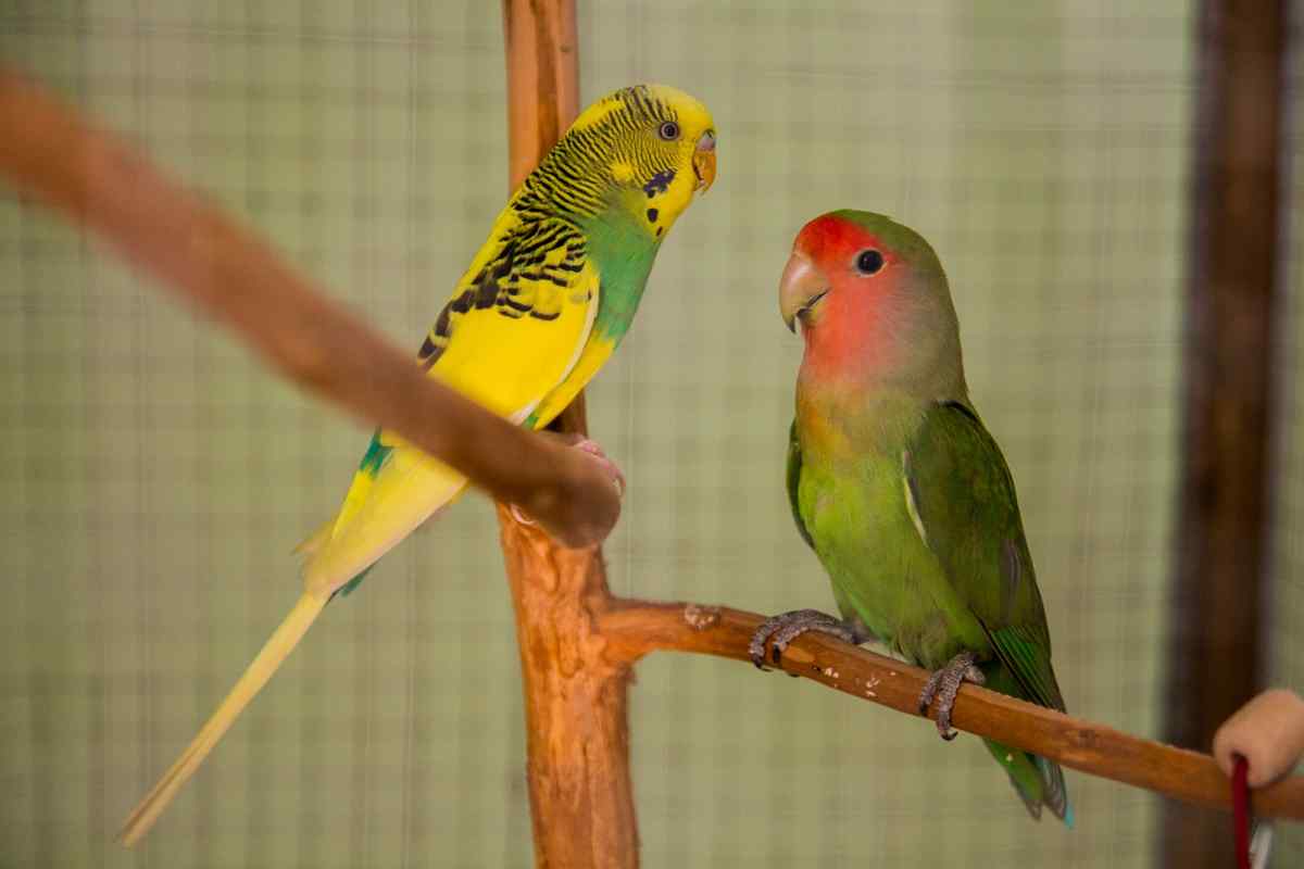 Як відрізнити папугу нерозлучника-самця від самки