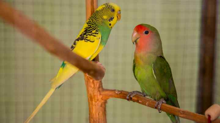 Як відрізнити папугу нерозлучника-самця від самки