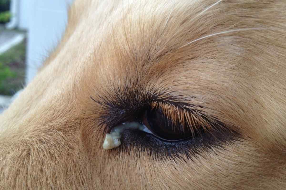 Чому у собаки гнояться очі