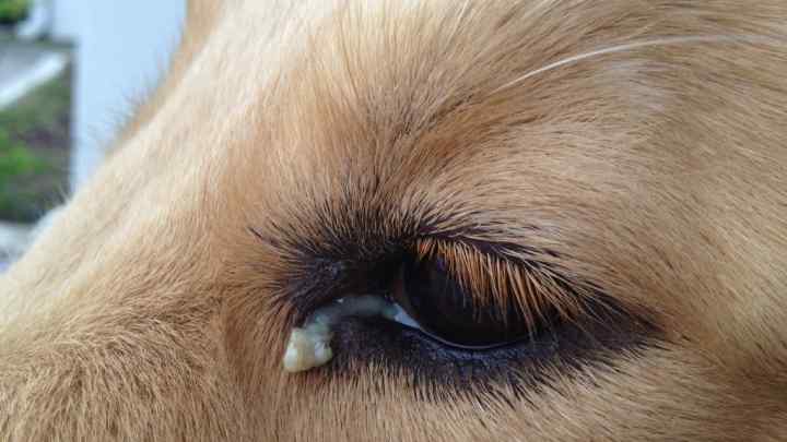 Чому у собаки гнояться очі