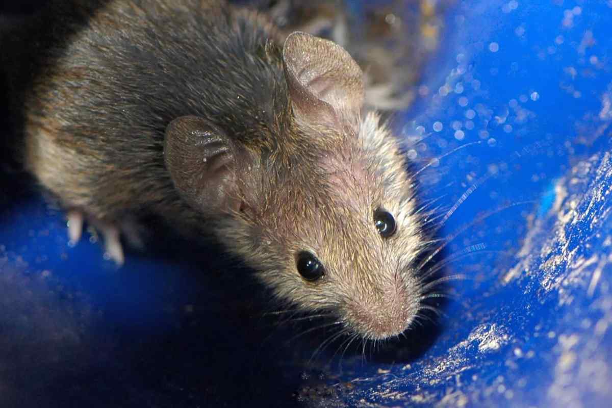Знищення мишей: альтернативні рішення проблеми