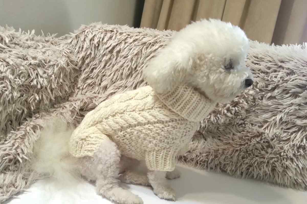 Як зв 'язати светр собаці
