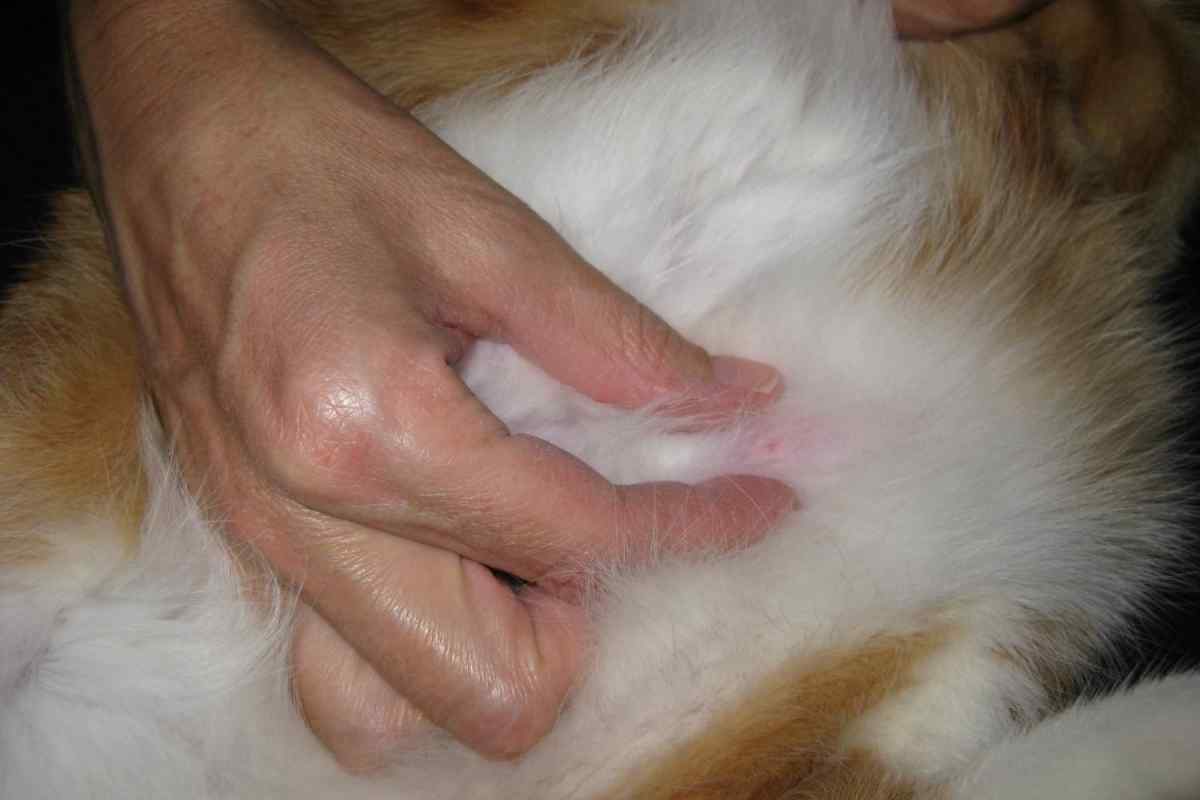 Як лікувати печінку у кота