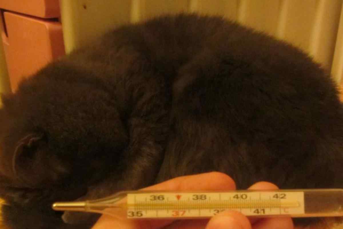 Як виміряти кішці температуру