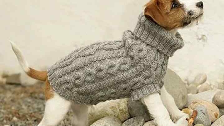 Як швидко зв 'язати светр для собаки