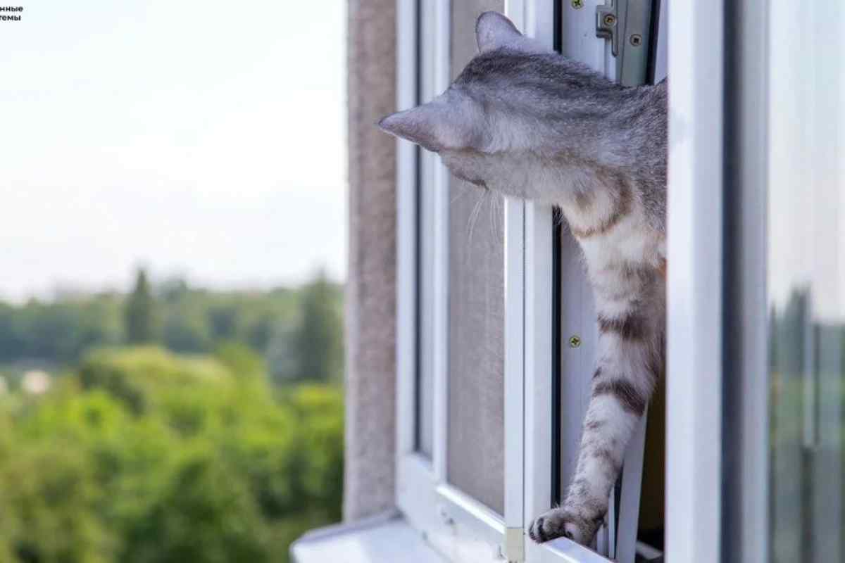 Що робити, якщо кішка випала з вікна