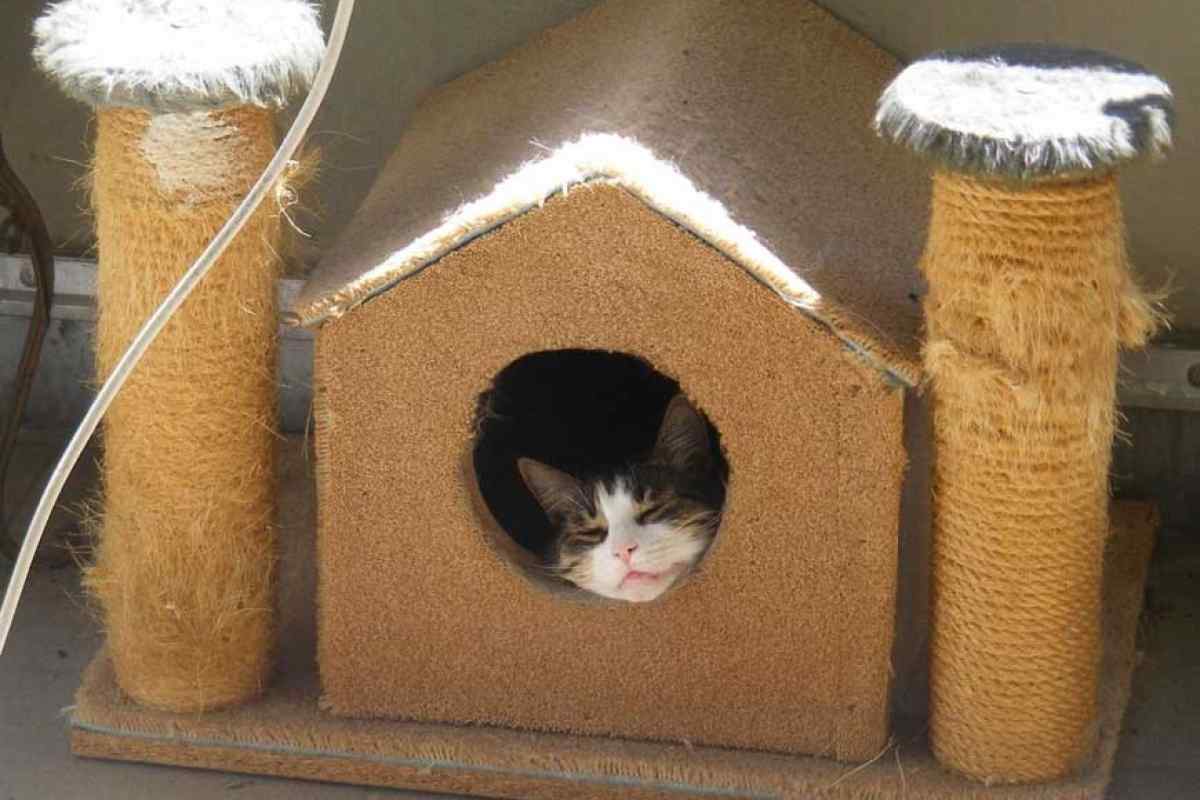 Як зробити будинок для кота