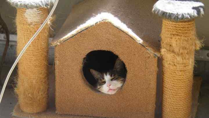 Як зробити будинок для кота