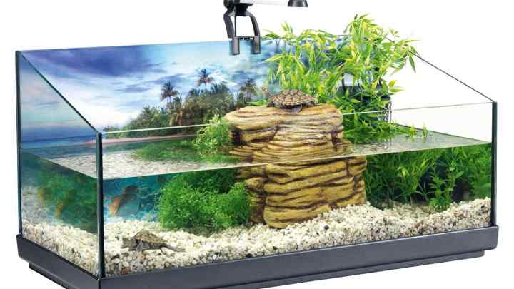 Як змінювати воду в акваріумі для черепах
