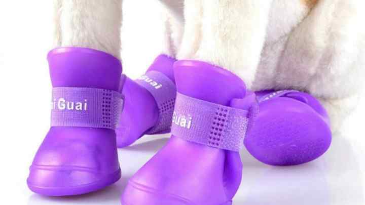 Як вибрати зимові чоботи для собаки