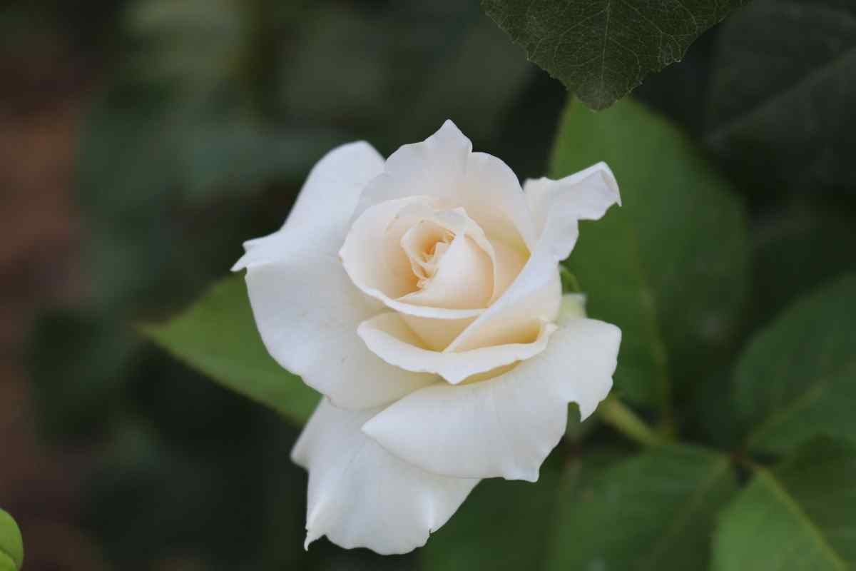 Символом чого є біла троянда