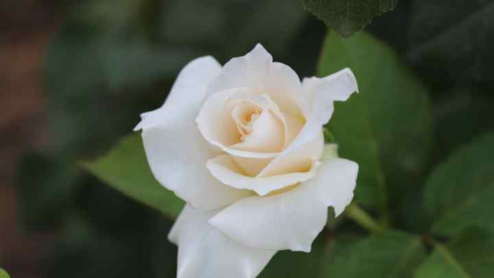 Символом чого є біла троянда