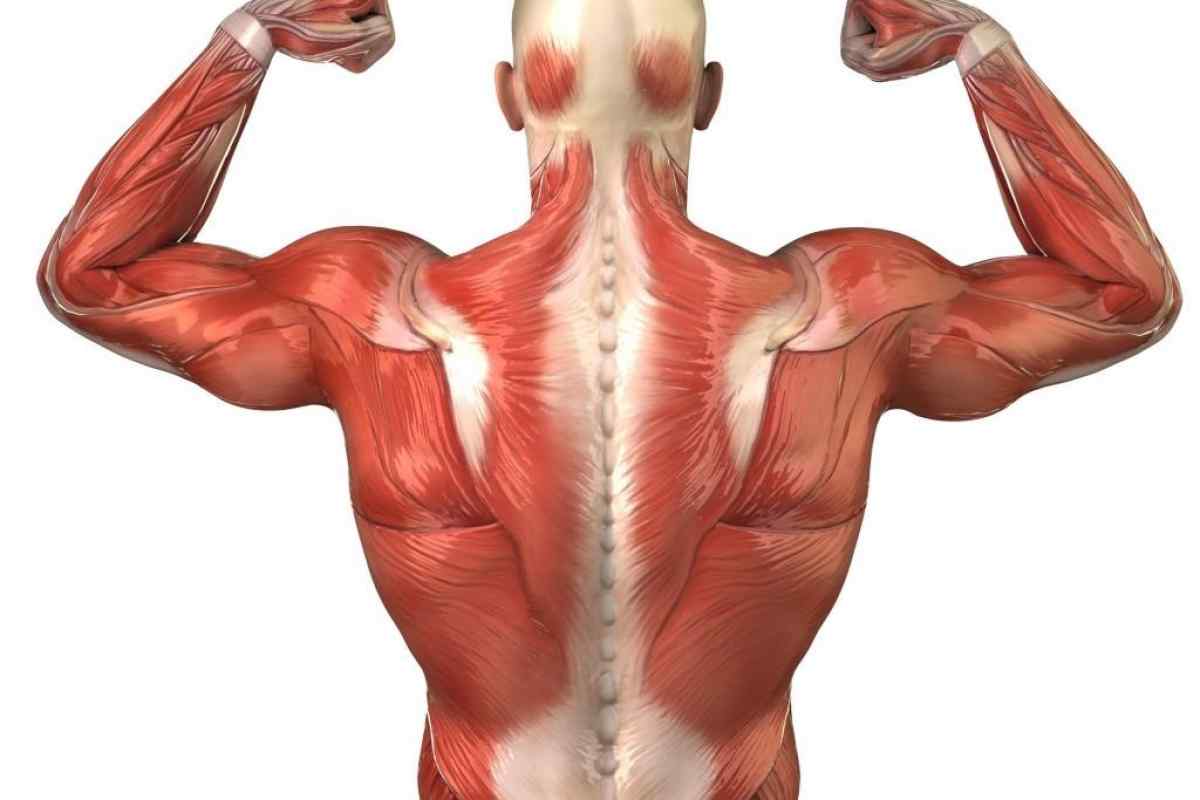 Як качати м 'язи спини