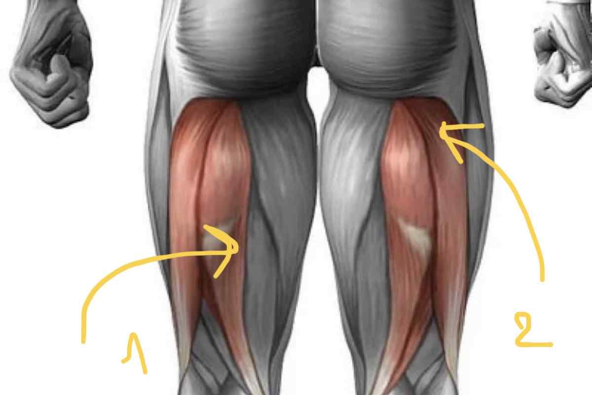 Як накачати внутрішній м 'яз стегна