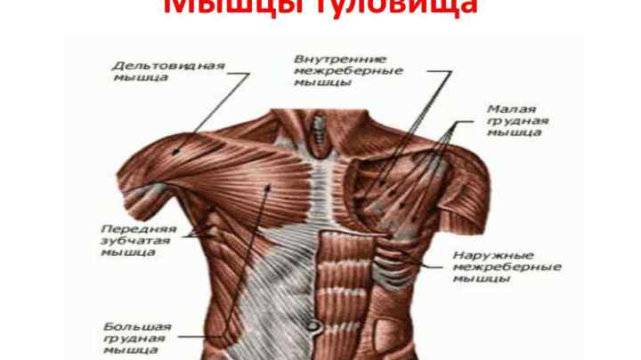 Як збільшити м 'язи грудей