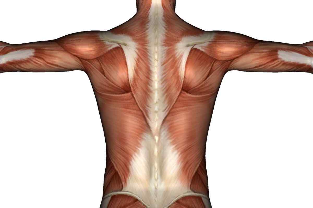 Як розвинути м "язи спини