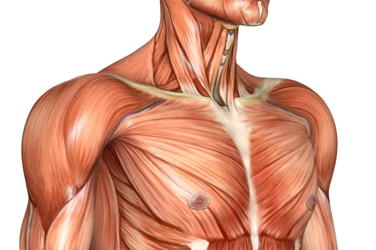 Як зміцнити м "язи грудей