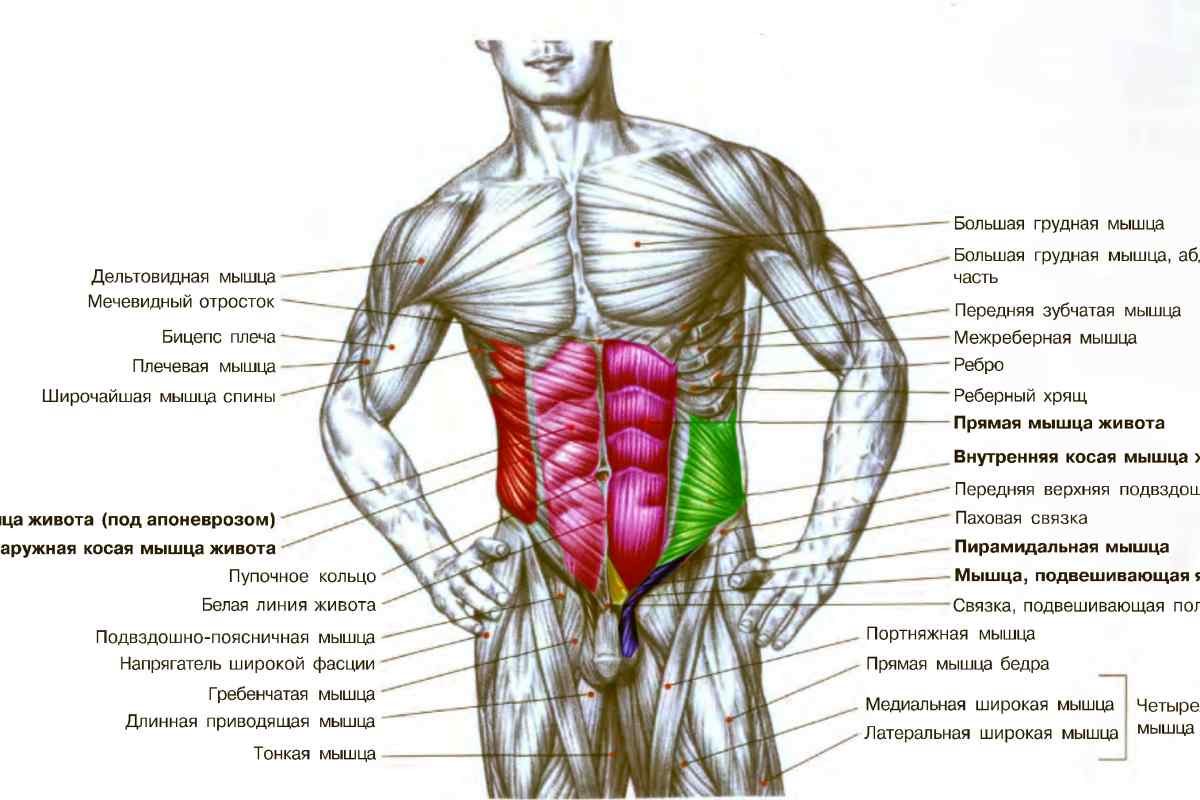 Прямая мышца где. Мышцы живота схема. Строение мышц торса мужчины. Пирамидальная мышца живота анатомия. Строение мышц живота.