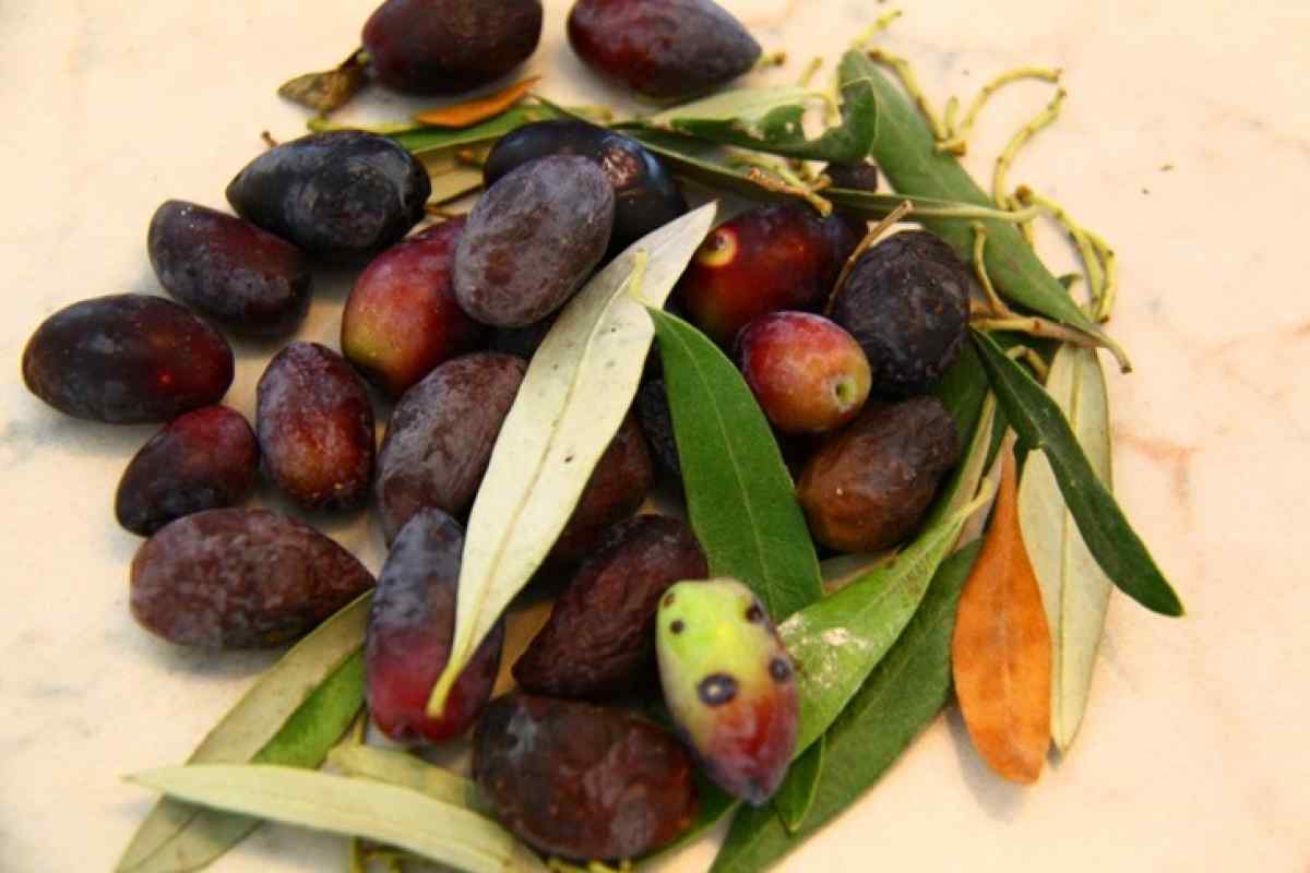 Як солити маслини