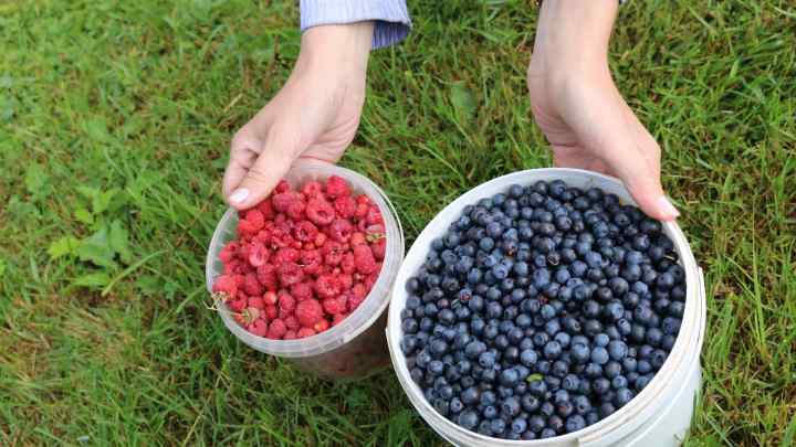 Як ягоди можуть допомогти у схудненні