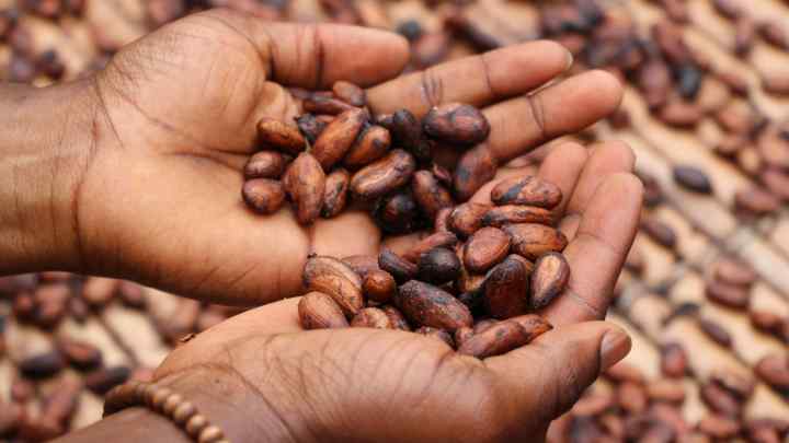 Країни-лідери з виробництва какао