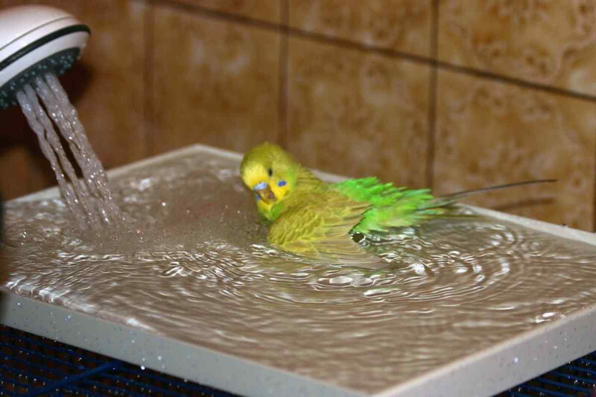 Як купати папугу