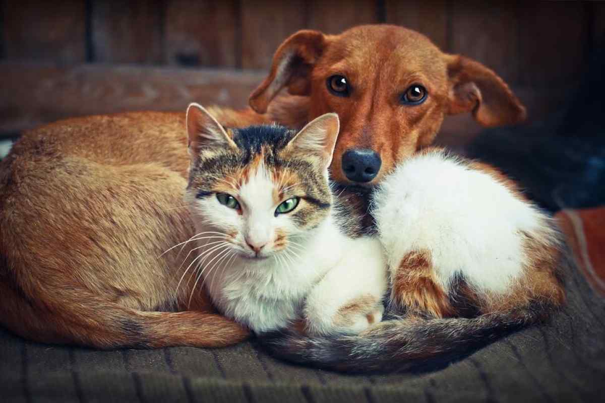 Як подружити кота і собаку