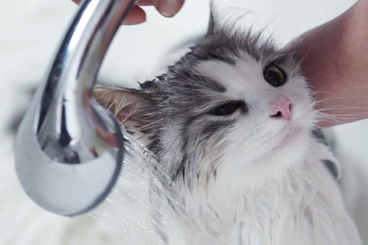 Як мити кішку